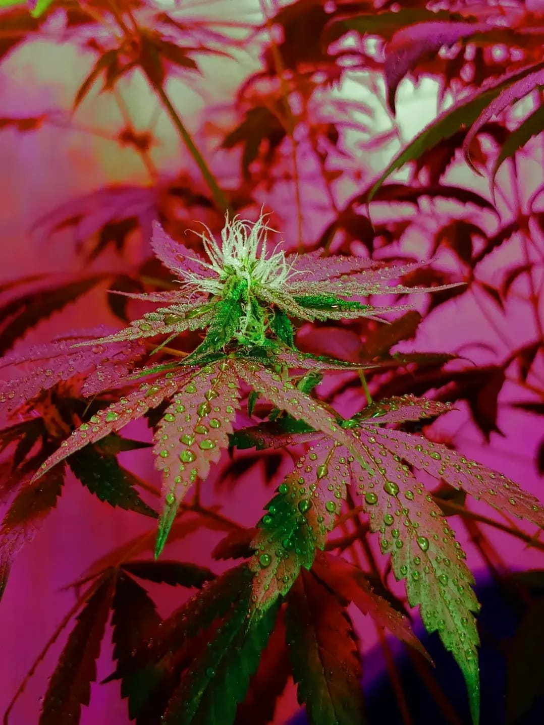 Cultivo Sol 11