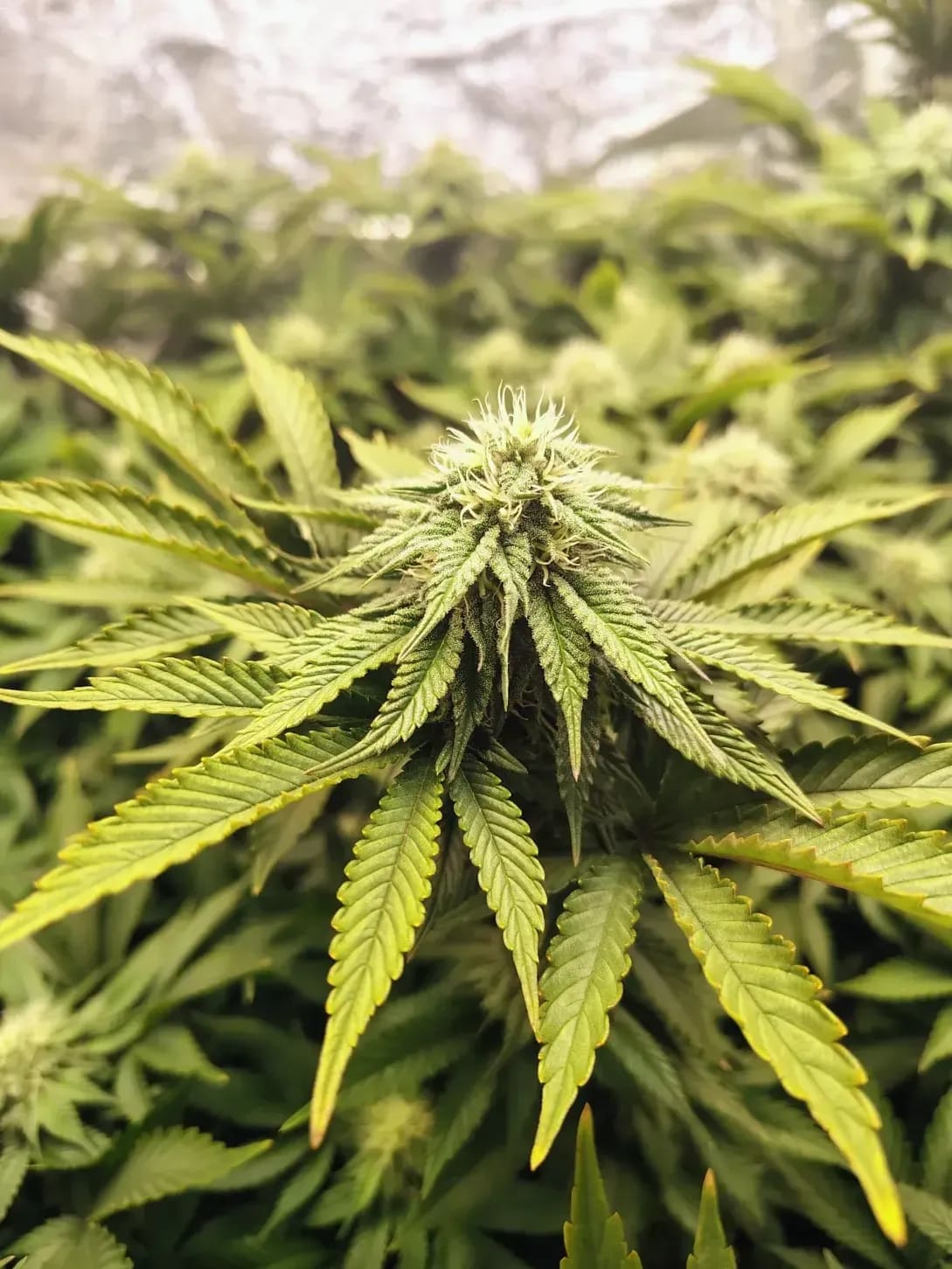 Cultivo Sol 14