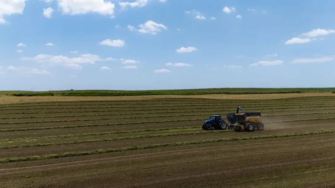 Cultivo Sol 3