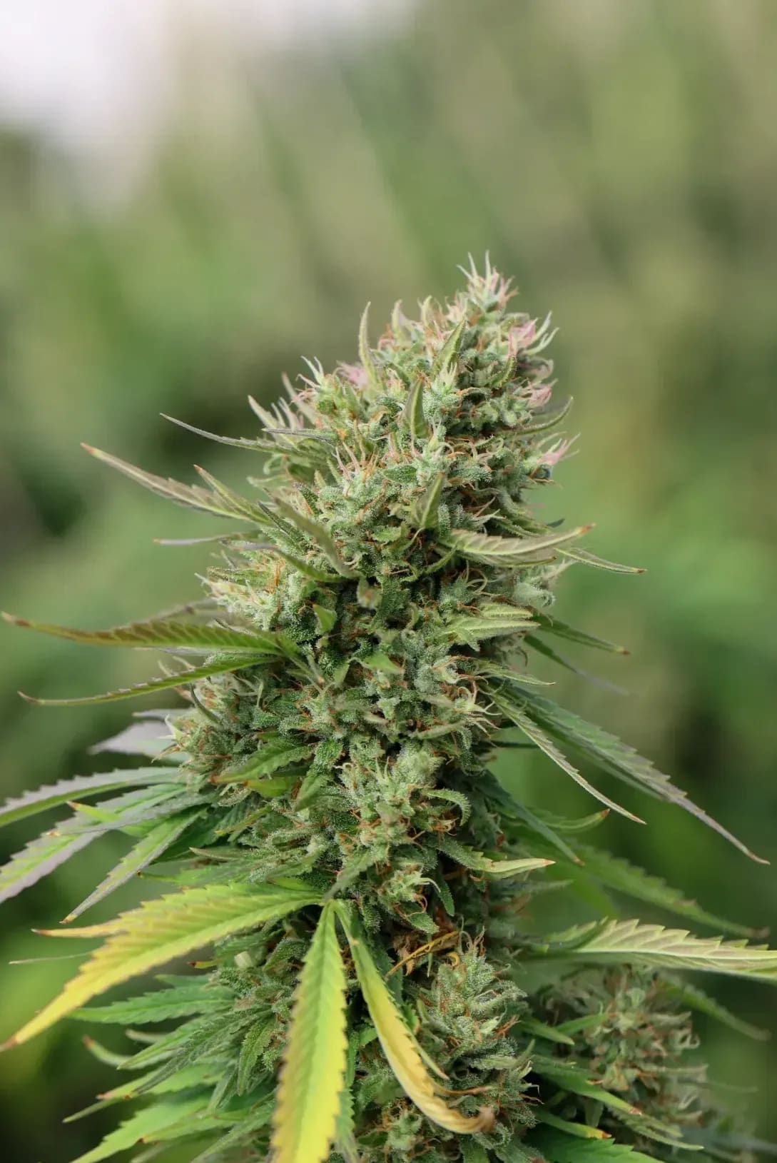 Cultivo Sol 6