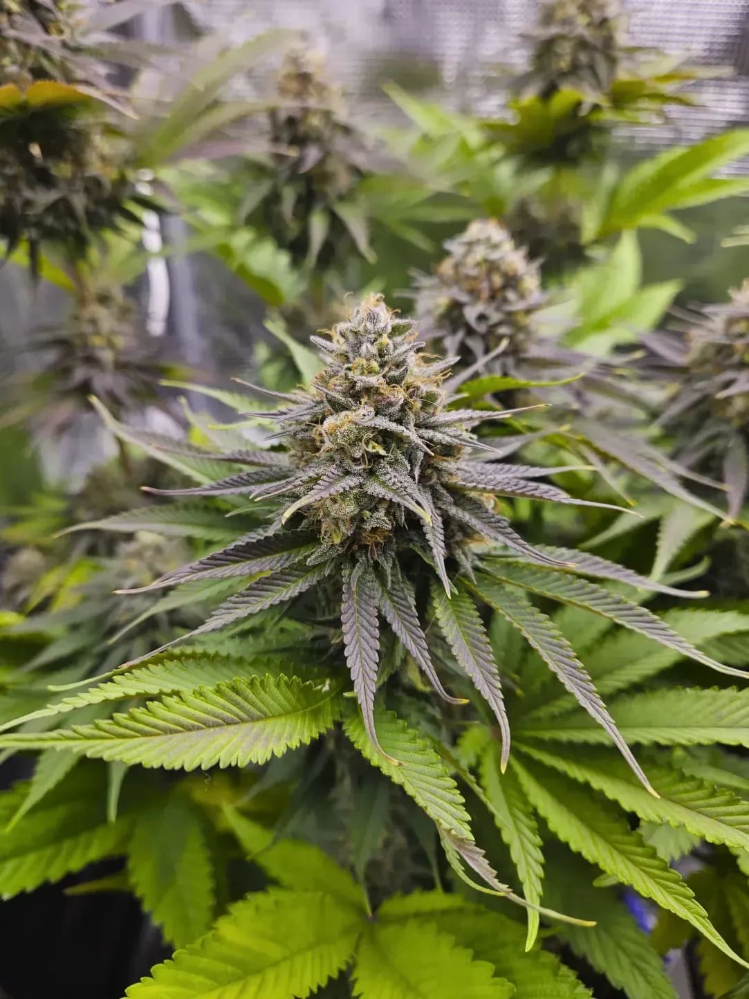 Cultivo Sol 9