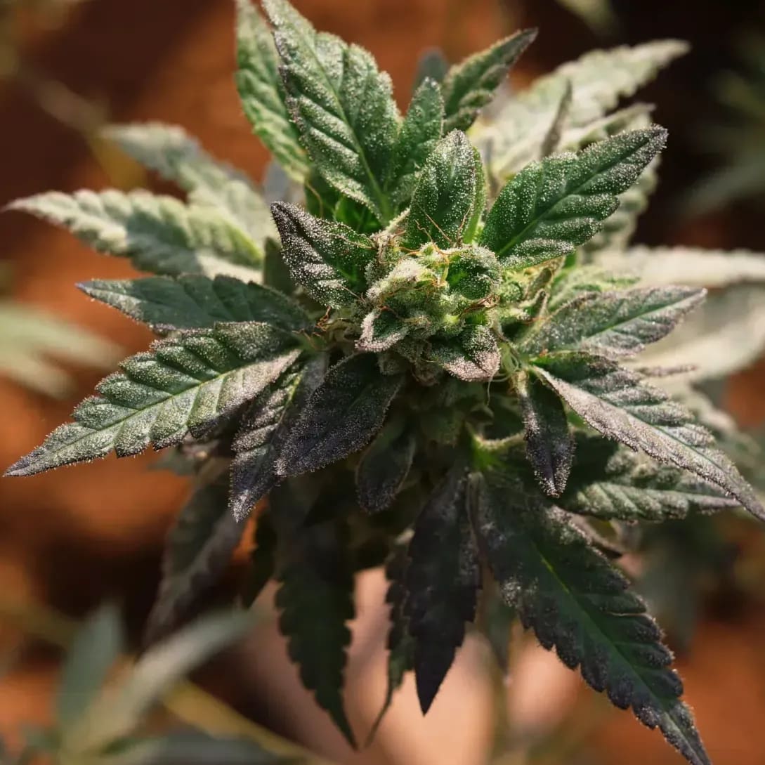 Instalación de sistemas de cultivo indoor y exterior